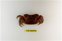 藏品(中型東方蟹)的圖片